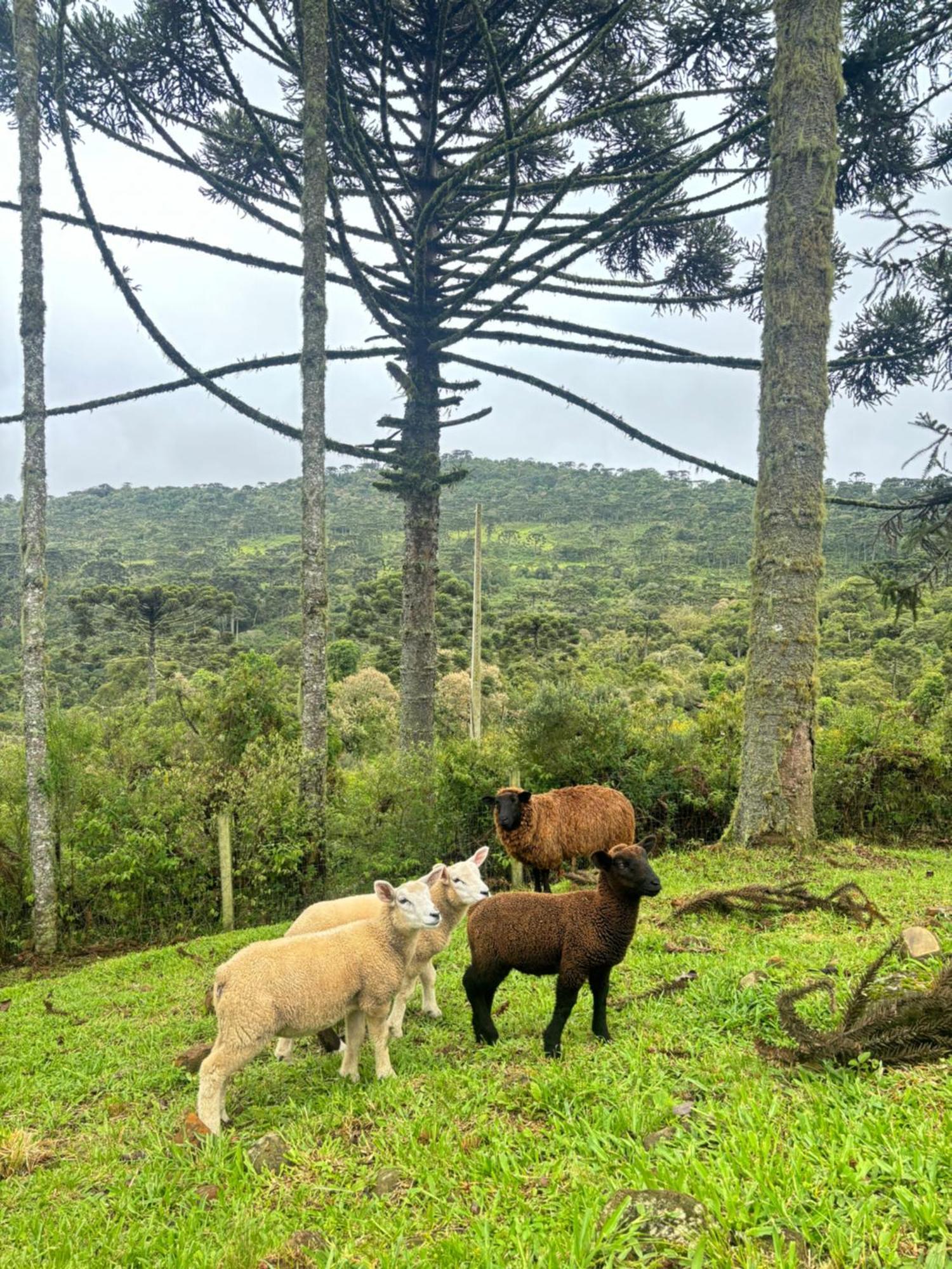 Estalagem Ceu Da Montanha - Morro Da Igreja Urubici Villa ภายนอก รูปภาพ